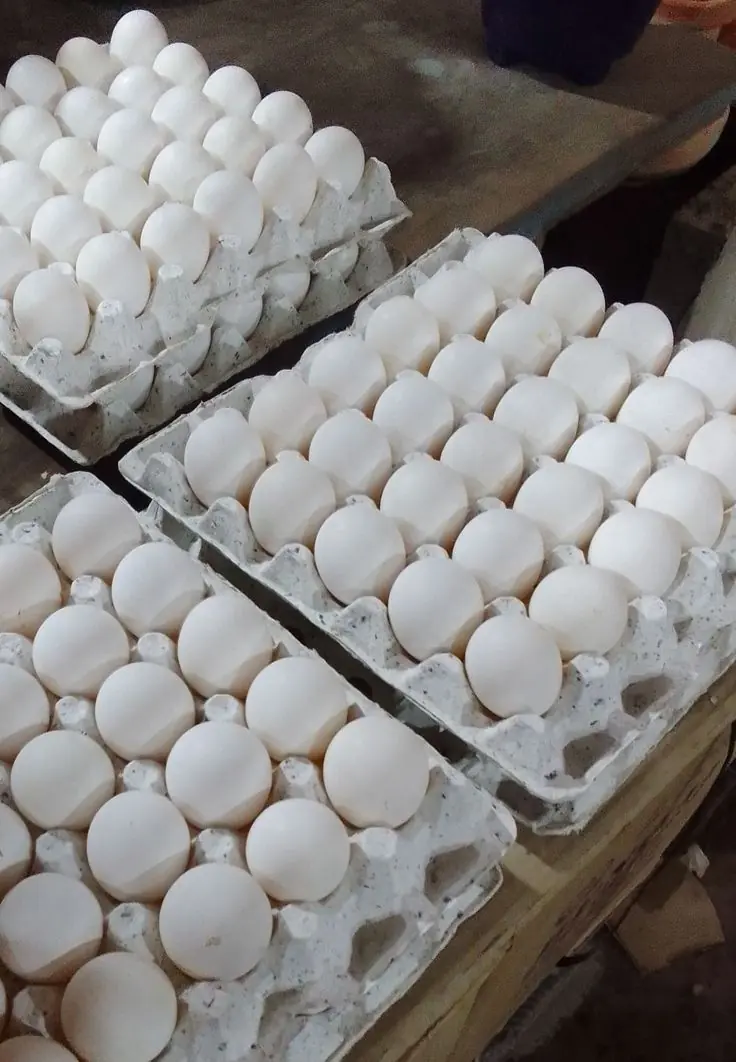 TRỨNG GÀ ÔNG MÃO